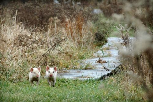 我們的環(huán)境會(huì)好嗎？——“數(shù)說(shuō)”大氣、水、土壤污染防治三大戰(zhàn)役